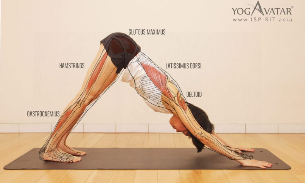 downward facing dog yoga