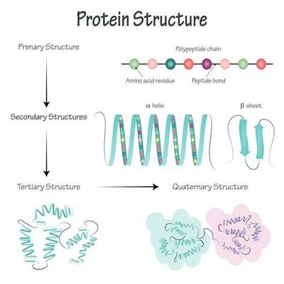 Types of protein structures